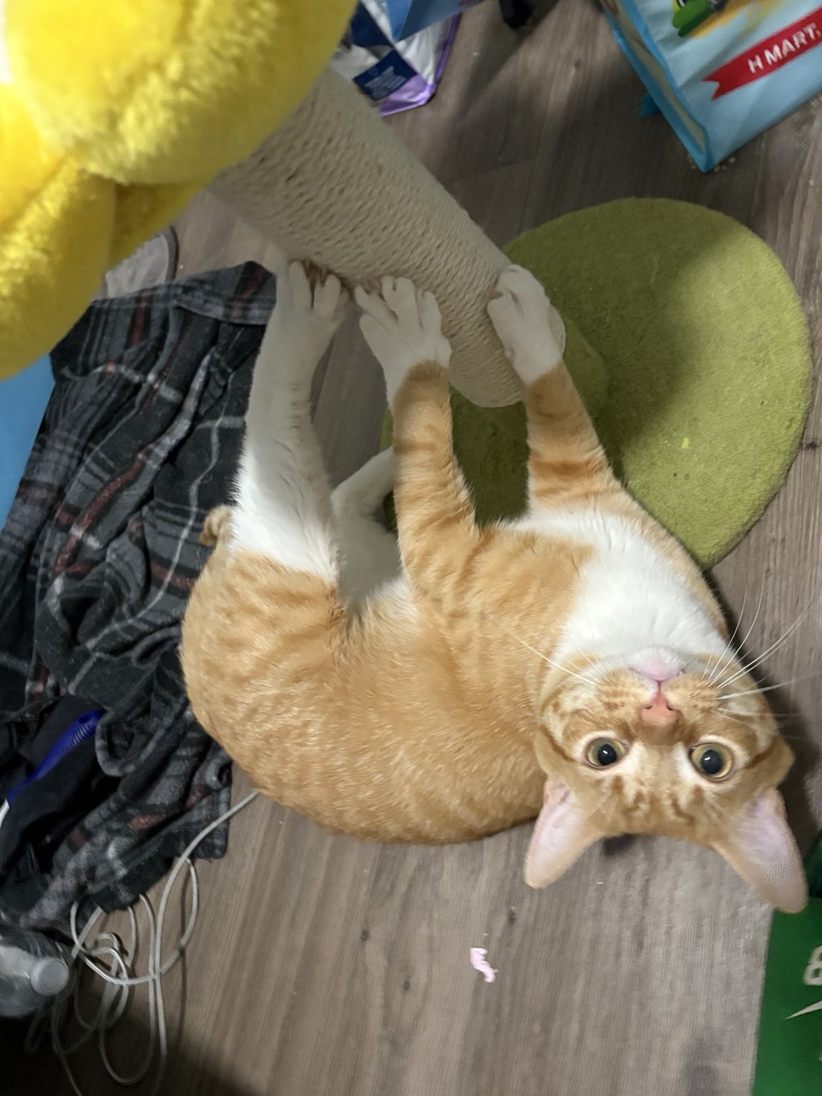 Orange and white cat relaxing at home