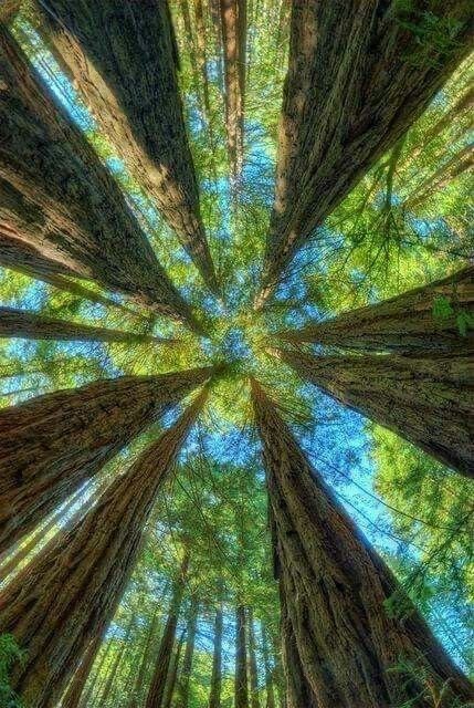 View upwards through trees into the sky