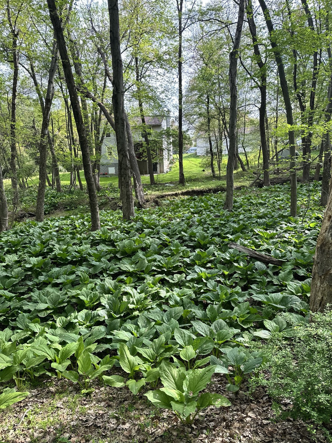 Green foliage covering a wooded landscape